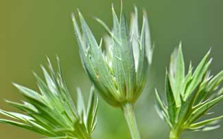 Eryngium heterophyllum, Wright's Eryngo, Southwest Desert Flora